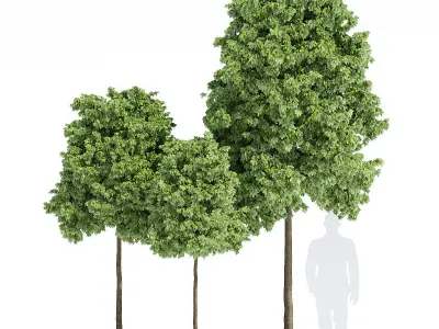 Calyx three trees 3D model