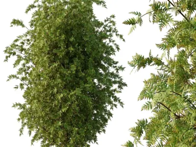beautiful tree02 Free 3D model
