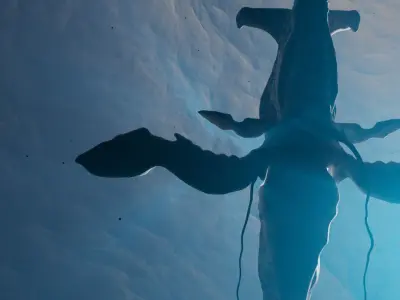 Tulkun from Avatar Rigged 3D Model Low-poly 3D model