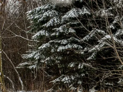 Panorama with snow-covered trees and a field v2 - 30k 3D model