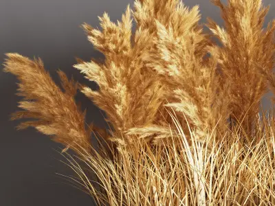 Indoor Plant Set 56  pampas 3D model