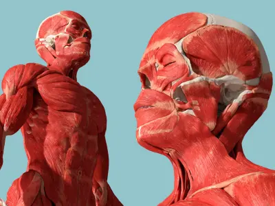  Human Skeleton and Muscular System 