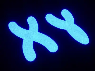 Chromosome 3D model