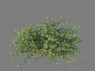 XfrogPlants Beach Creeper - Ernodea Littoralis  3D model