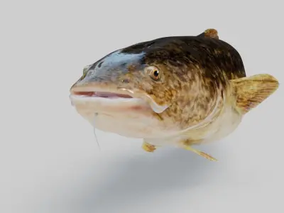  Burbot Animated 