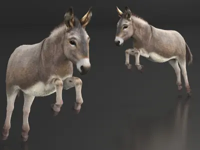  Jumping Farm Donkey Fur 