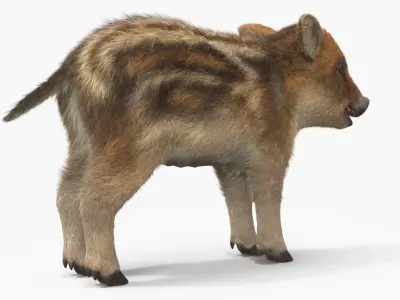  Wild Boar Piglet Striped Coloring Fur 