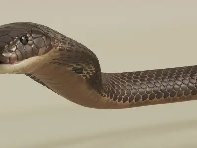  Naja Cobra Snake Crawling Animated Rigged for Cinema 4D 