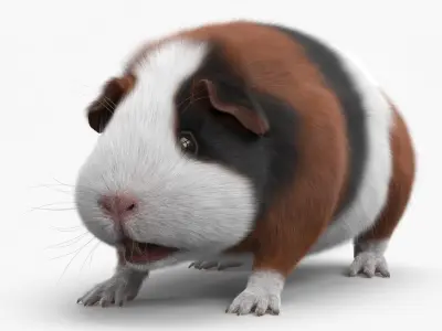  Tricolor Guinea Pig Short Hair Black Brown White Fur 