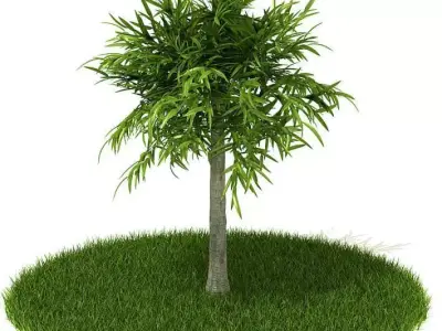 Leafy Tree 3D model