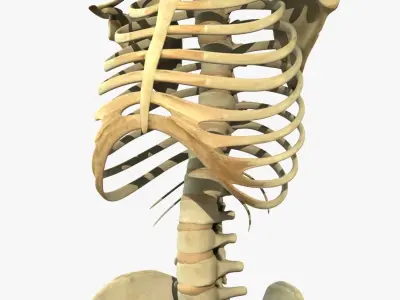 Human Torso Detailed Skeleton 3D model