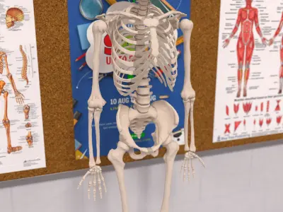  Human Male Skeleton Anatomy Rigged 