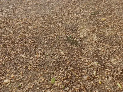 Forest Floor PBR Texture Texture