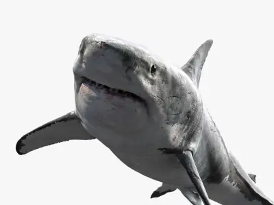  Shark Rigged 3D 