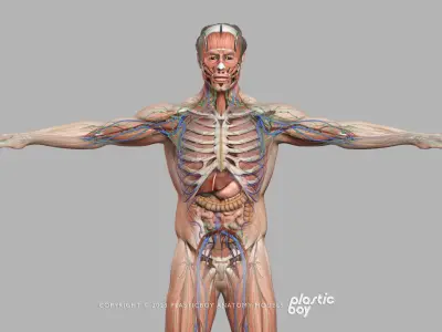  BLENDER RIGGED Complete Male Female Anatomy PACK V9 - 2024 