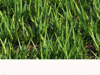 Grass 4 floor with squares 3D model