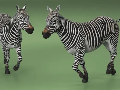  Striped Equine Running 