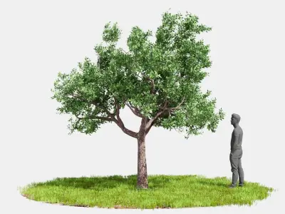 Model tree010 with looped wind animation 3D model