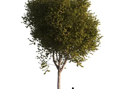 Platanus x hispanica L size    5 different models 3D Model Pack