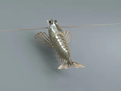  Prawn 
