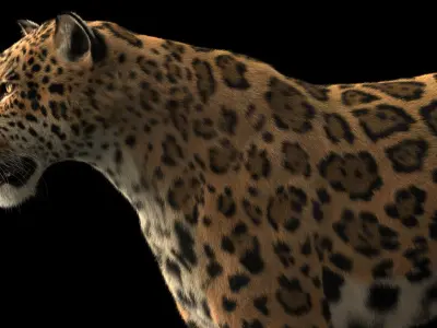  JAGUAR ANIMATED XGEN-CORE(1) 