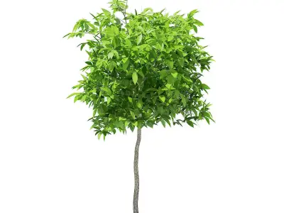 Avocado Tree 3D model