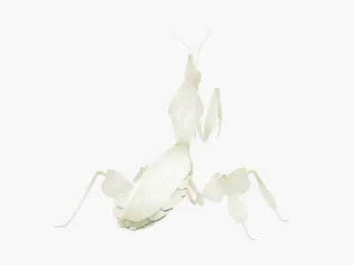  Praying Mantis White 