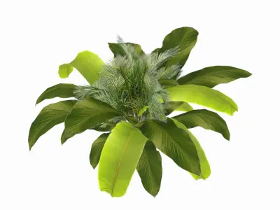 Banana Plant Low-poly 3D model