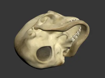 Human Skull 3D model