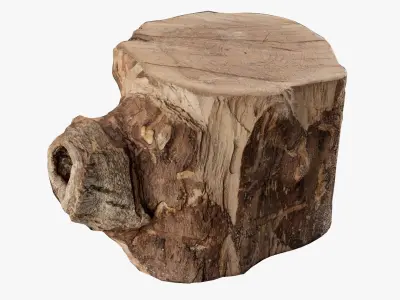  Scanned Trimmed Tree Wood Collection 