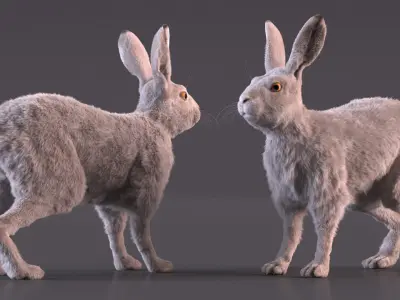  Winter White Hare Fur Rigged for Maya 