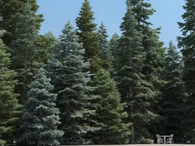  20 Spruce Trees with snow 