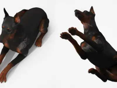  Doberman Pinscher Lying Down Fur for Maya 