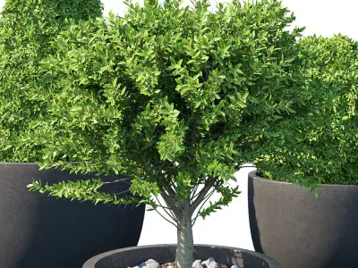 Street bush in a box III 3D model