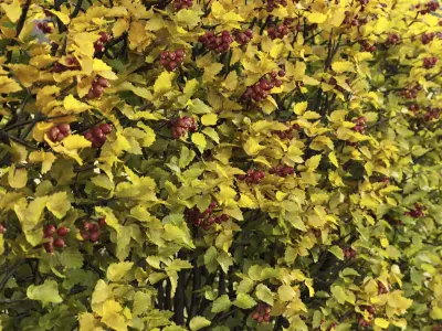 Crataegus hedge 04 autumn 3D model