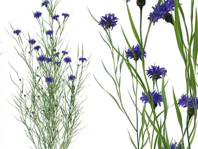 knapweed flower 3D model
