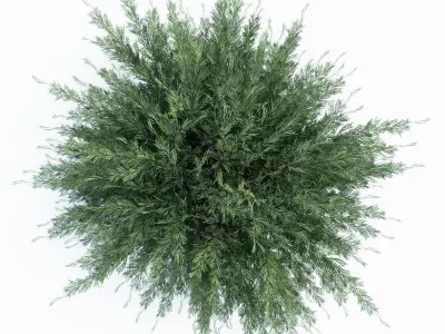 Savin Juniper - Juniperus sabina 3D model