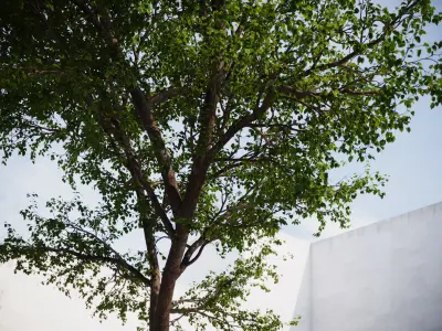 Forest tree 3D model