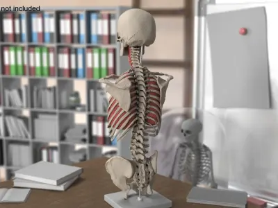  Skeleton Thorax Anatomy 