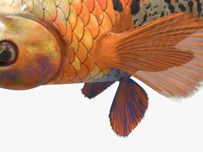  Aquarium Fish Collection 2 