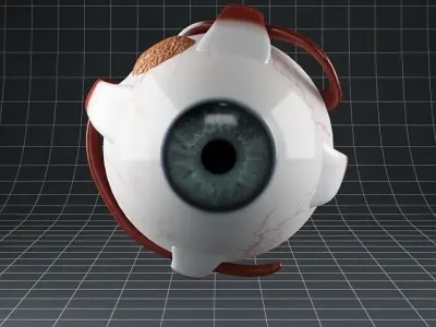 Anatomy eye 3D model