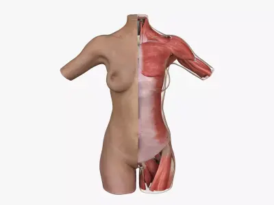 Female Torso Muscle Anatomy 3D model