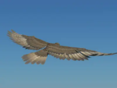  Peregrine Falcon (Folded Wings) 