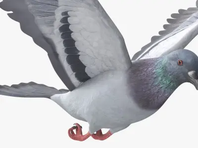  Urban Birds Collection 