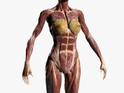  Female Muscular Anatomy (Rigged) 