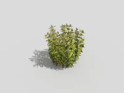 Low poly Plant Low-poly 3D model