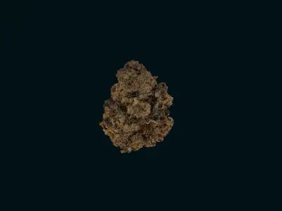 Marijuana Flower-Purple Punch 3D model