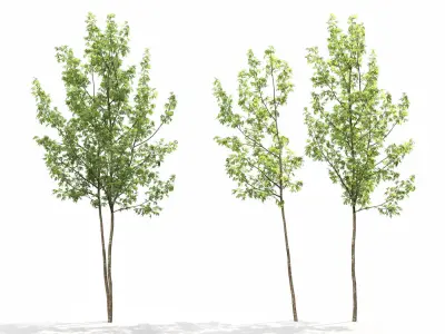 Acer Saccharinum 04 3D model