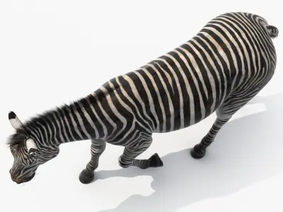  Zebra Adult Walking Fur 