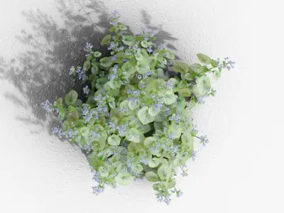 Brunnera macrophylla Jack Frost 3D model